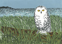 Snowy-Owl&shore