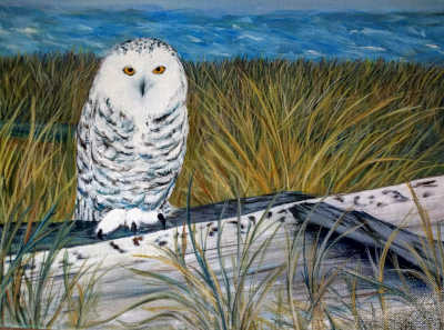 Snowy-Owl